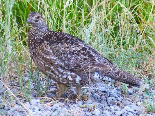 movie - Grouse in Lassen, 5mb, Day 19